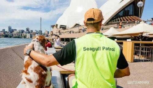 悉尼歌剧院为解决海鸥问题 动用狗狗来帮忙驱赶海鸥