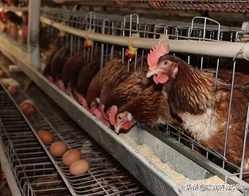 如何养鸡下蛋 如何多养鸡 如何快速提高产蛋率