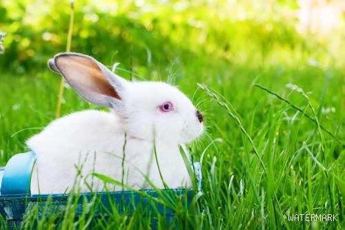 家兔养殖过程中，常见疾病有哪些，以及防治技术