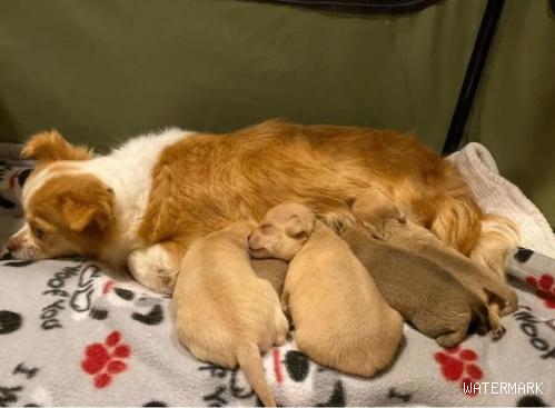 狗狗因早产失去孩子，被救后仍反复寻找，有幸被一窝小狗打开心结