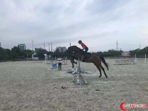 别关注骑马网红了，来看看在上海养马的正确打开方式