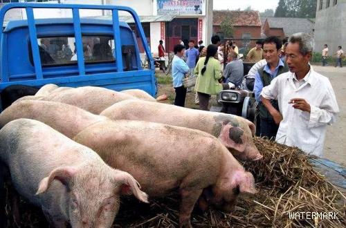 猪价、肉价调整预警：5月27日猪价冲高遇阻，猪肉价格“跳水”
