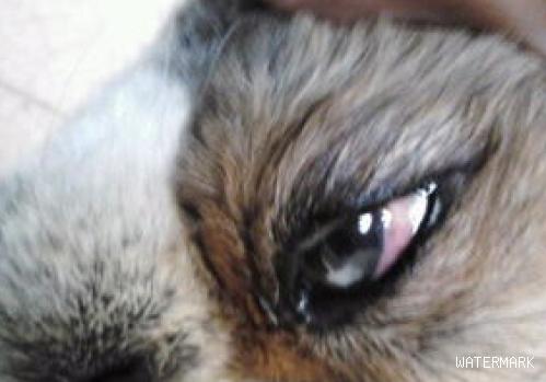 狗狗眼睛有红血丝是什么原因，应该怎么做？