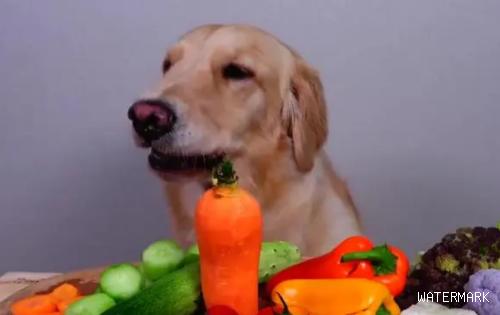 狗狗需要补充蔬菜吗？
