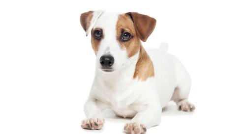 狗狗腿瘸了吃啥有利于修复？应该怎么护理？