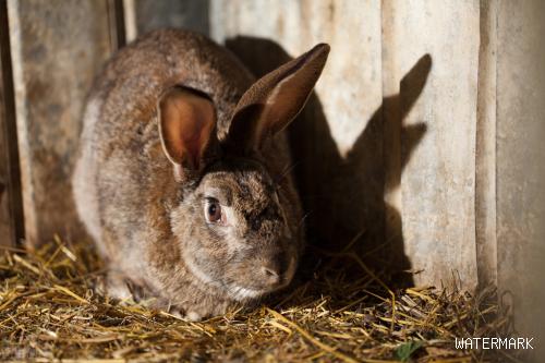 家兔养殖过程中，常见疾病有哪些，以及防治技术
