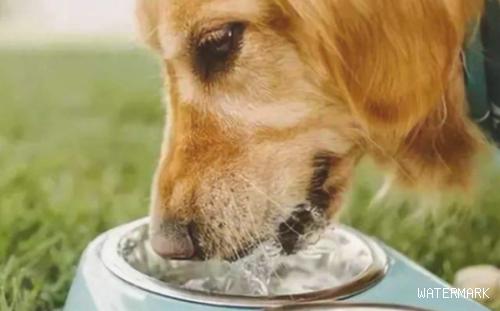 狗只饮水不进食缘故