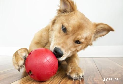 在狗狗训练中添加游戏，有5个益处，能让狗狗学得迅速