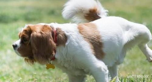 狗狗尿路感染的原因有哪些？