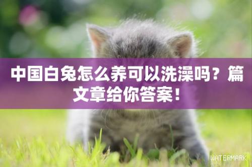 中国白兔怎么养可以洗澡吗？篇文章给你答案！