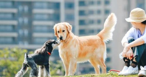 5种会导致狗狗身亡的个人行为，你还要做吗？