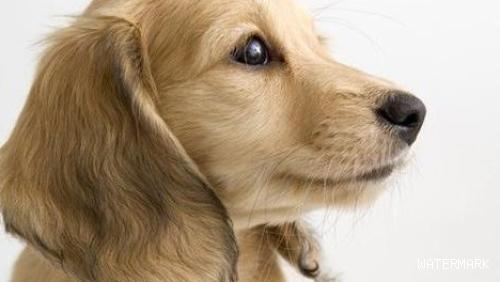 狗狗得了耳螨，狗狗耳朵痒有褐色的分泌物
