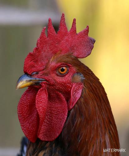 鸡吃啥能冠红毛亮，鸡冠变大速长方法