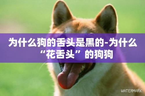 为什么狗的舌头是黑的-为什么“花舌头”的狗狗