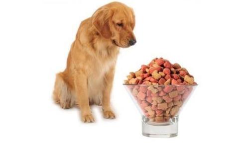 怎样让狗狗迷上吃饭？这篇文章有答案！