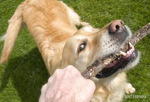 在狗狗训练中添加游戏，有5个益处，能让狗狗学得迅速