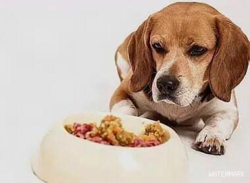 狗狗宁可饿着肚子也不要吃狗粮，宠主该怎么办？