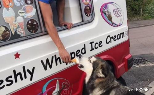 超爱冰淇淋的狗狗每天等冰淇淋车 可爱模样萌翻网友