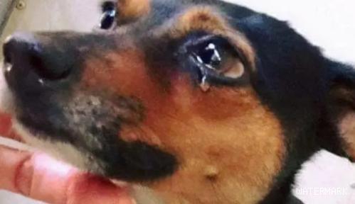 狗狗为什么会流眼泪呢？最常见的几个原因！