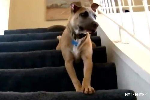 宠物狗狗爬楼梯运动量过大会导致腰椎受伤