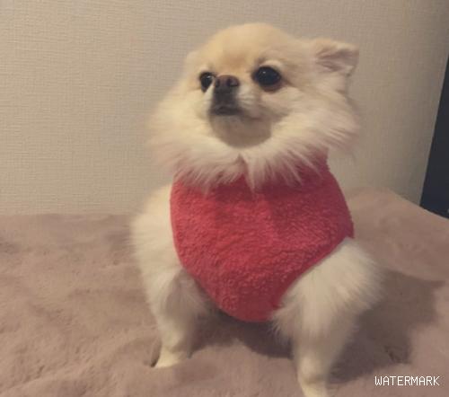 主人家给狗狗买来件鲜红色衣服，看上去尤其的傲娇，狗：别爱我没結果