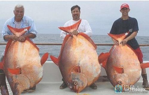 国外海钓爱好者一天钓获3条巨型月亮鱼