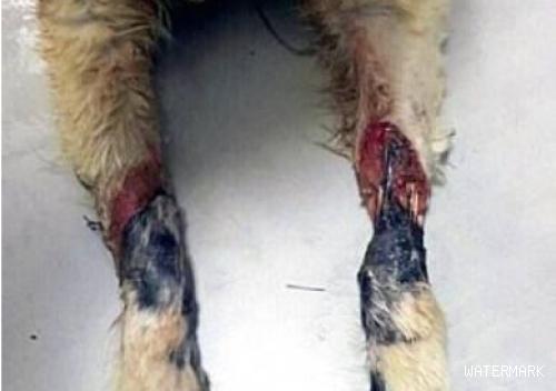 这只励志狗因狗贩子被截去四肢，却帮助无数痛苦的人重新站起来……