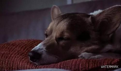 小狗为何大白天也入睡，还睡好长时间？