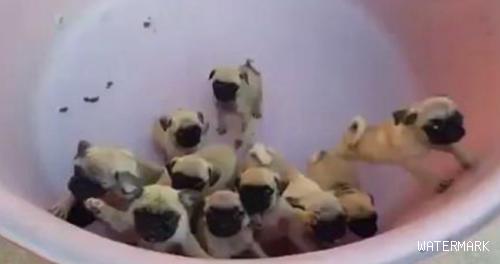 狗妈产下11只小宝宝，主人家将他们全放桶里，无可奈何狗狗很小没法苹果越狱