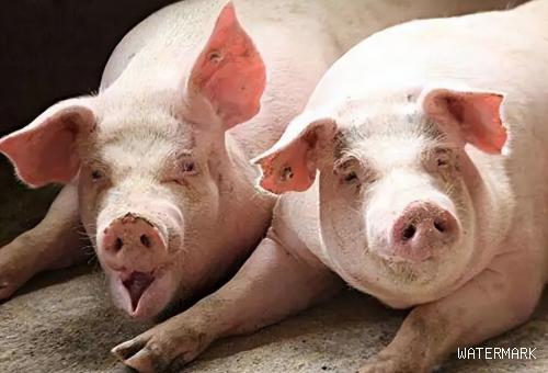 猪价全面反弹！猪肉价格也在“迅速”上涨，猪价能否涨出新高度？