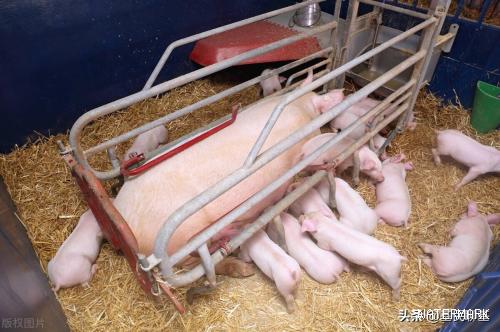 养猪行业，二师兄踏着上涨的风火轮回来了（猪周期，生猪养殖）