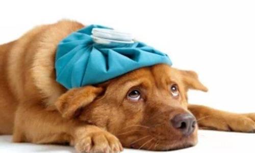 狗狗感冒发烧一直不能治愈该怎么办？你知道吗？