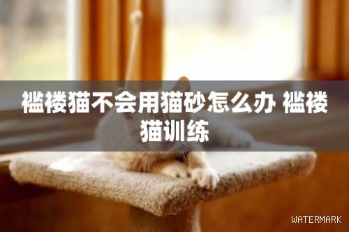 褴褛猫不会用猫砂怎么办 褴褛猫训练