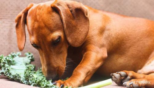 狗狗需要补充蔬菜吗？