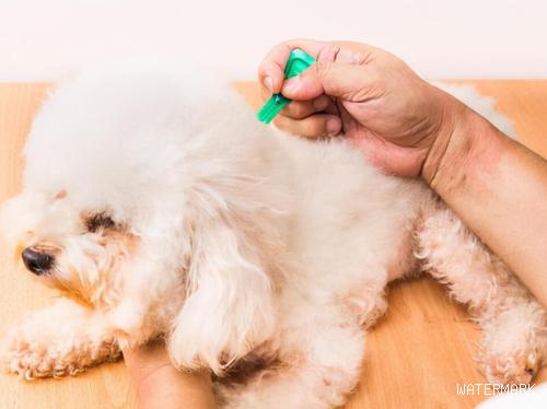 狗狗外伤性可用云南白药吗？