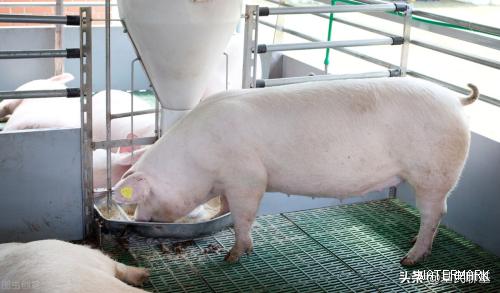 养猪行业，二师兄踏着上涨的风火轮回来了（猪周期，生猪养殖）