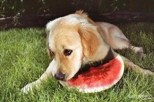 狗狗可以吃水果吗？狗狗吃水果注意事项