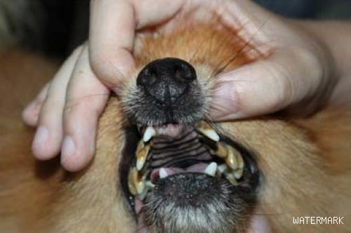 狗狗得了牙结石如何治疗？来看看吧