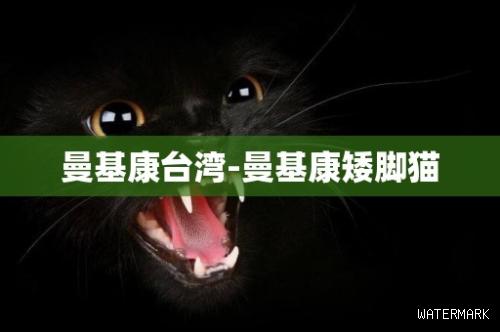 曼基康台湾-曼基康矮脚猫