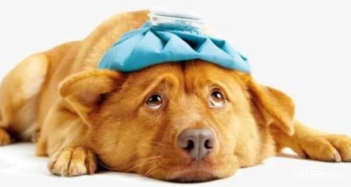 狗狗肺炎有什么症状？