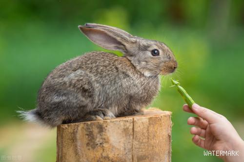 兔子养殖常见的疾病，以及如何去防治，不妨看看