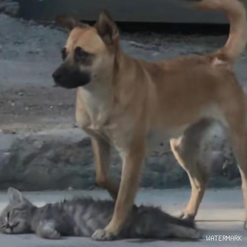 狗妈妈带着猫崽崽沿街讨食，不料逆行车辆夺走小猫生命
