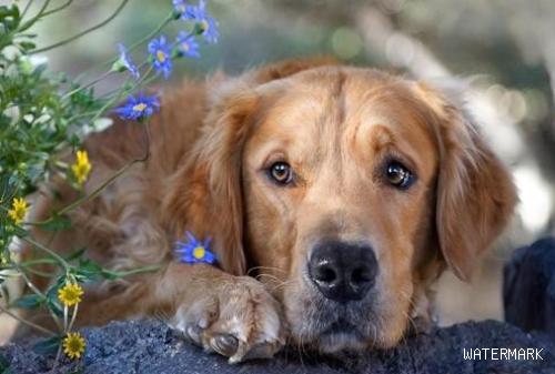 宠物狗支气管肺炎的症状是什么？怎么治疗？
