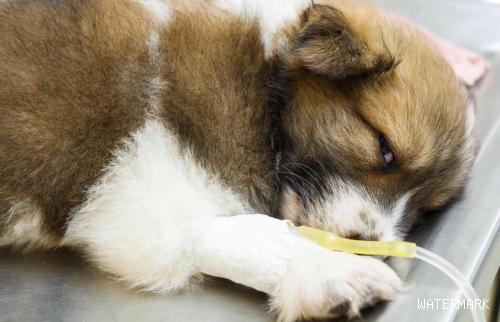 狗狗生病了如何判断狗狗身体的受损严重程度