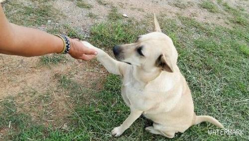 训练狗狗有方法，手式跟语调全是很重要的！怎么操作如今来教你！