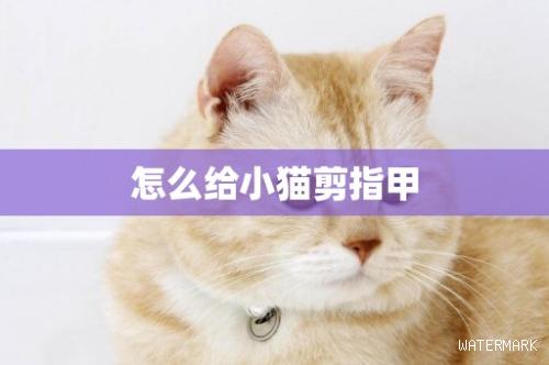 怎么给小猫剪指甲