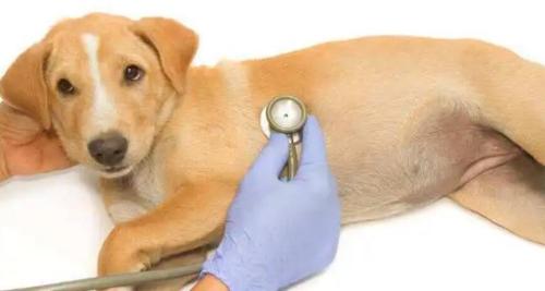 狗黄疸肝炎的危险期多长时间