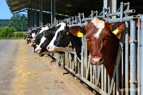 现代畜牧养殖管理问题与对策