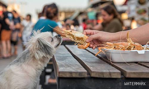 狗可以吃虾吗？主人一定要知道！