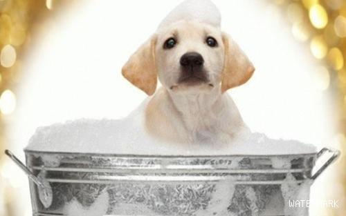 狗狗体味过重，要用沐浴液就能放味了？对狗狗可不大好